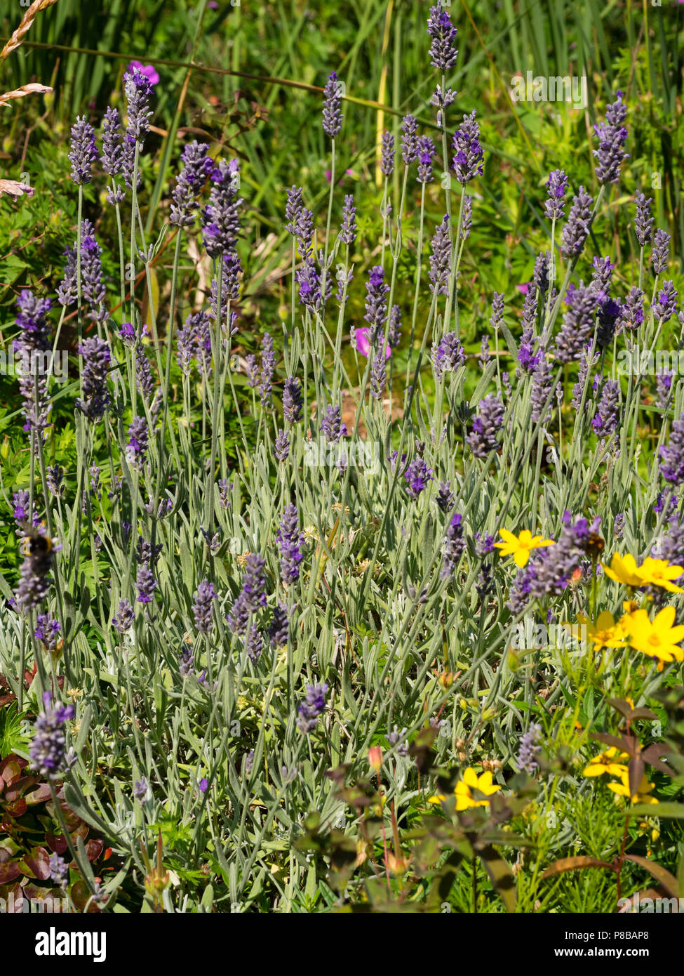 Mittsommer Blütenstände des duftenden wolliger Lavendel Lavandula lanata Stockfoto