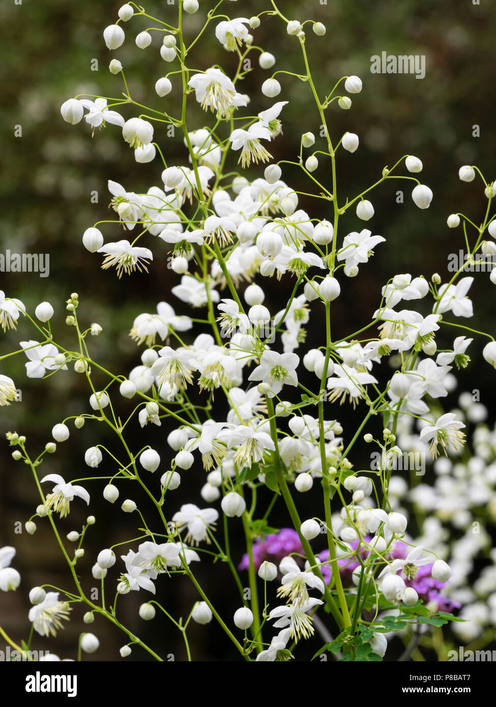 Luftig Sprays aus kleinen weißen Blüten der Hochsommer ausgewählte Vielfalt der chinesischen Wiese rue, Thalictrum dunkelrot plendide White' Stockfoto