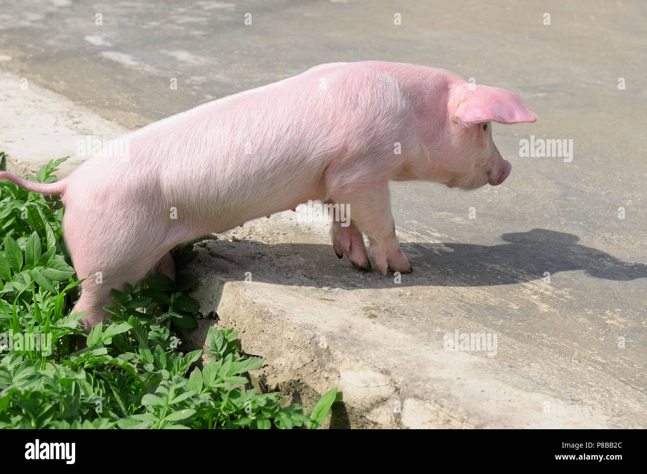 Lustige Schwein auf der Straße Stockfoto