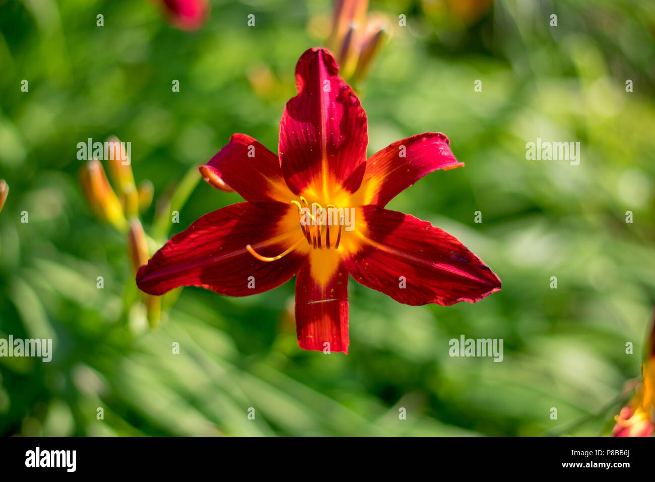 Rote und gelbe Lilie Stockfoto