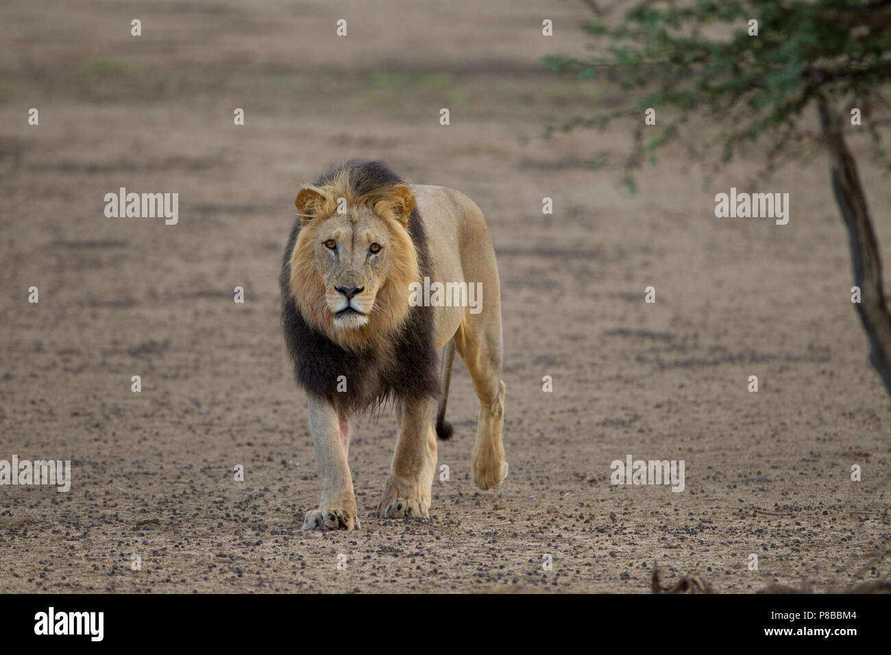 Schwarz maned Wüste Kalahari Lion Portrait Stockfoto