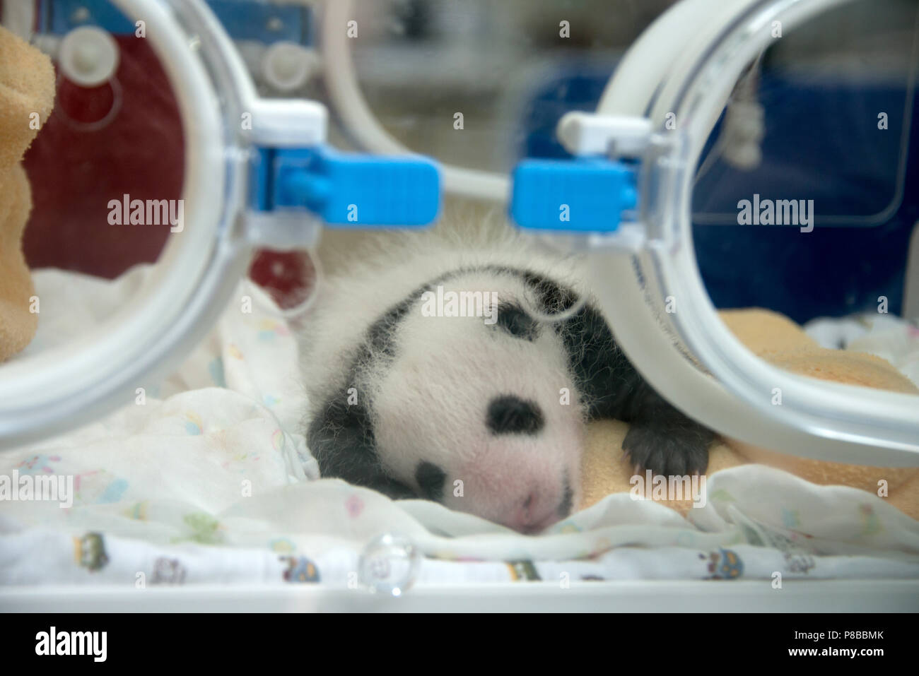 Panda Pandas gezüchtet, wo besondere Vorsicht nach der Geburt gegeben werden Stockfoto