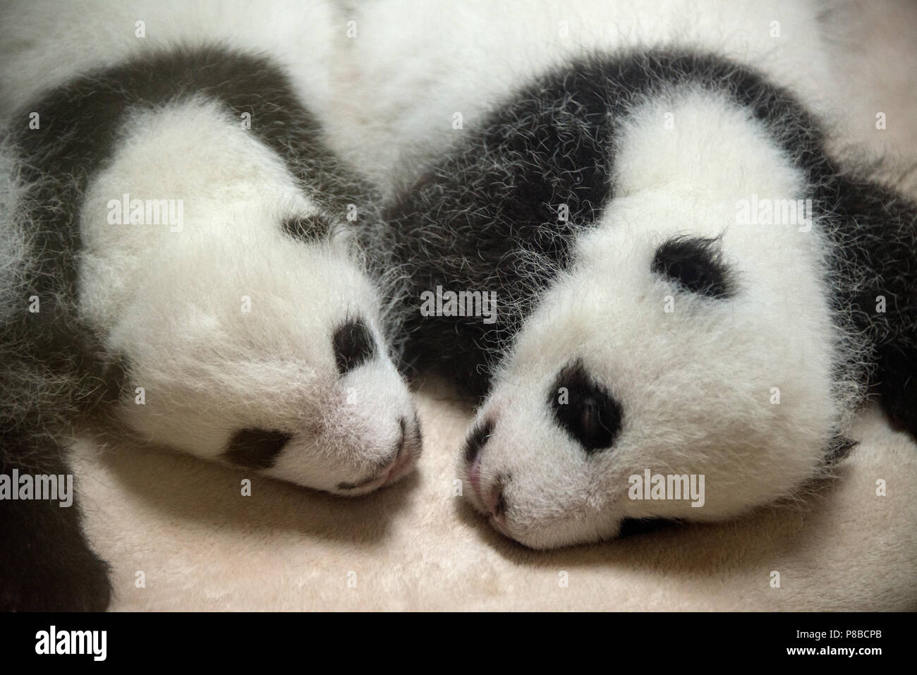 Panda Pandas gezüchtet, wo besondere Vorsicht nach der Geburt gegeben werden Stockfoto