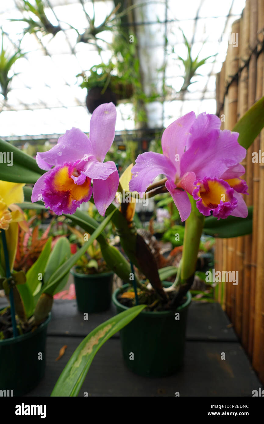 Cattleya, Laddawan oder auch als Haadyaii Freude Orchidee bekannt Stockfoto