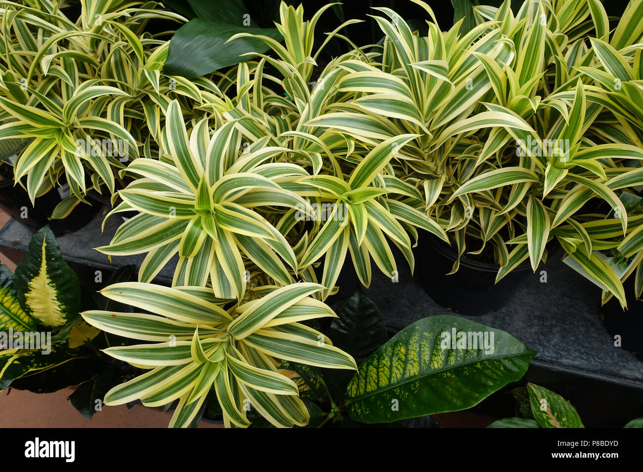 Pleomele reflexa oder als Song von Indien Pleomele reflexa bekannt oder als Song von Indien Pflanzen bekannt Stockfoto Pleomele reflexa oder als Song von Indien Pleomele reflexa bekannt oder als Song von Indien Pflanzen bekannt Stockfoto