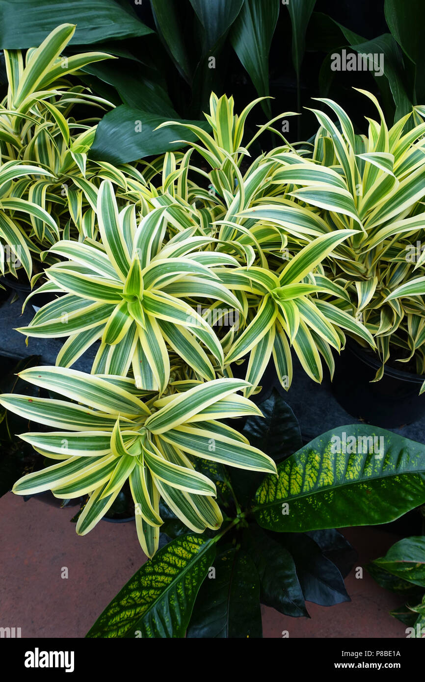Pleomele reflexa oder als Song von Indien Pleomele reflexa bekannt oder als Song von Indien Pflanzen bekannt Stockfoto Pleomele reflexa oder als Song von Indien Pleomele reflexa bekannt oder als Song von Indien Pflanzen bekannt Stockfoto