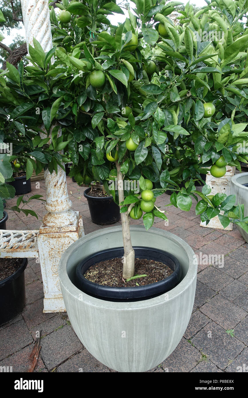 Citrus Baum im Topf wachsen Stockfotografie - Alamy