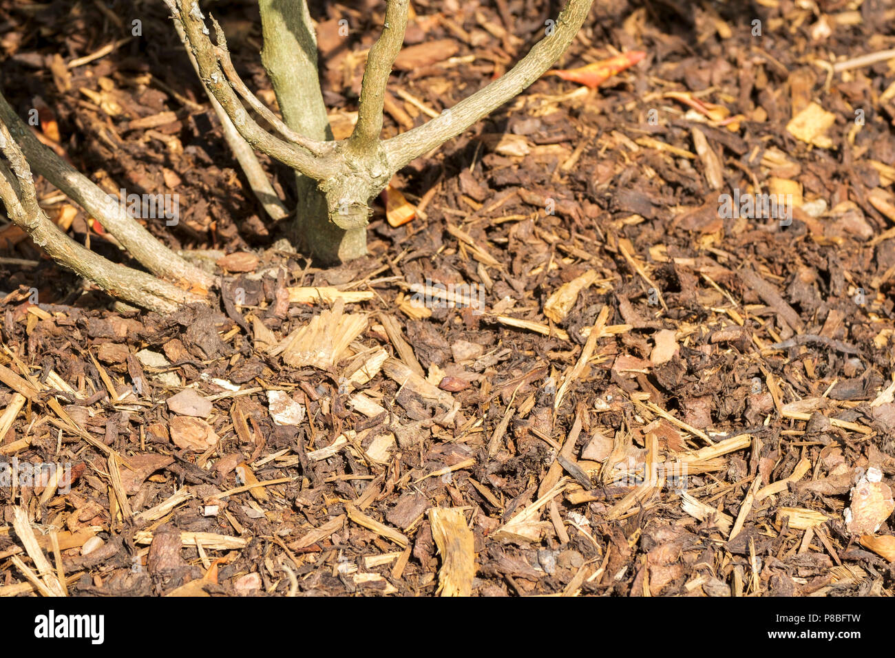 Mulch Around Tree Stockfotos & Mulch Around Tree Bilder - Alamy