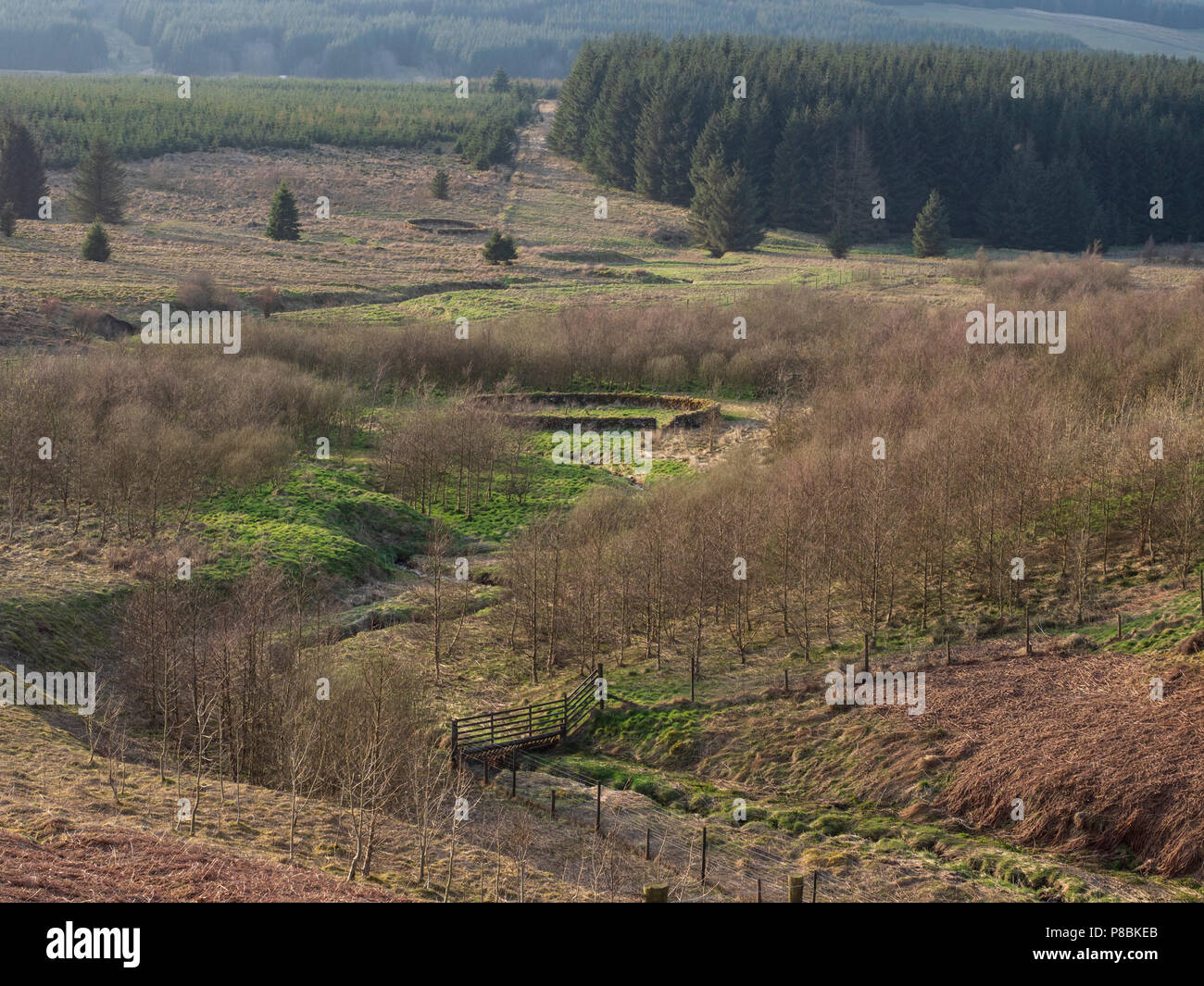 Schafe corries, Stein Gehäusen, in der Nähe des Slitrig Wasser über Hawick in den Cheviot Hills von der schottischen Grenze. Auch als buchts, Ewe-buchts bekannt. Stockfoto