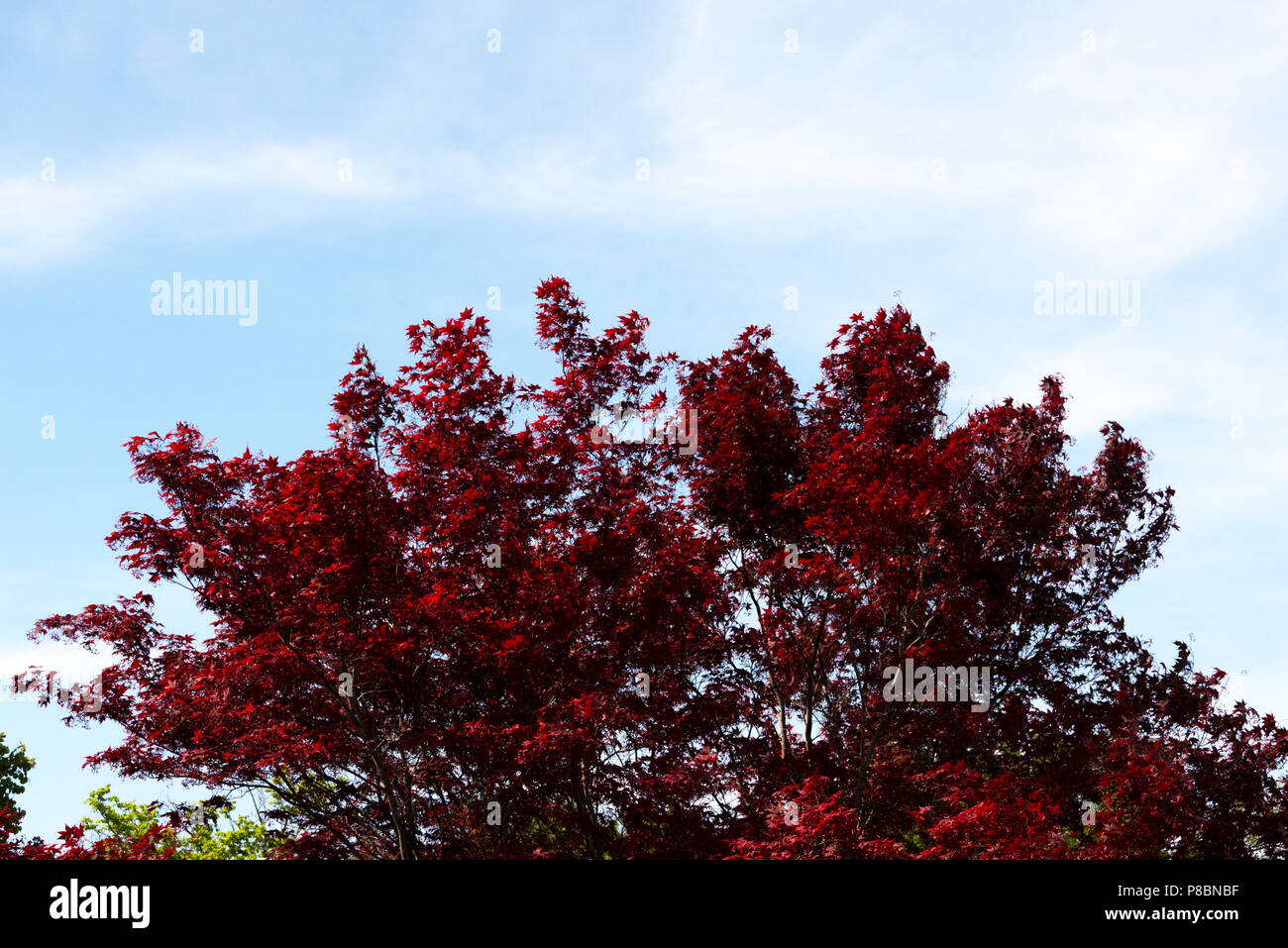 Japanischer Ahorn (Acer Palmatum) Stockfoto