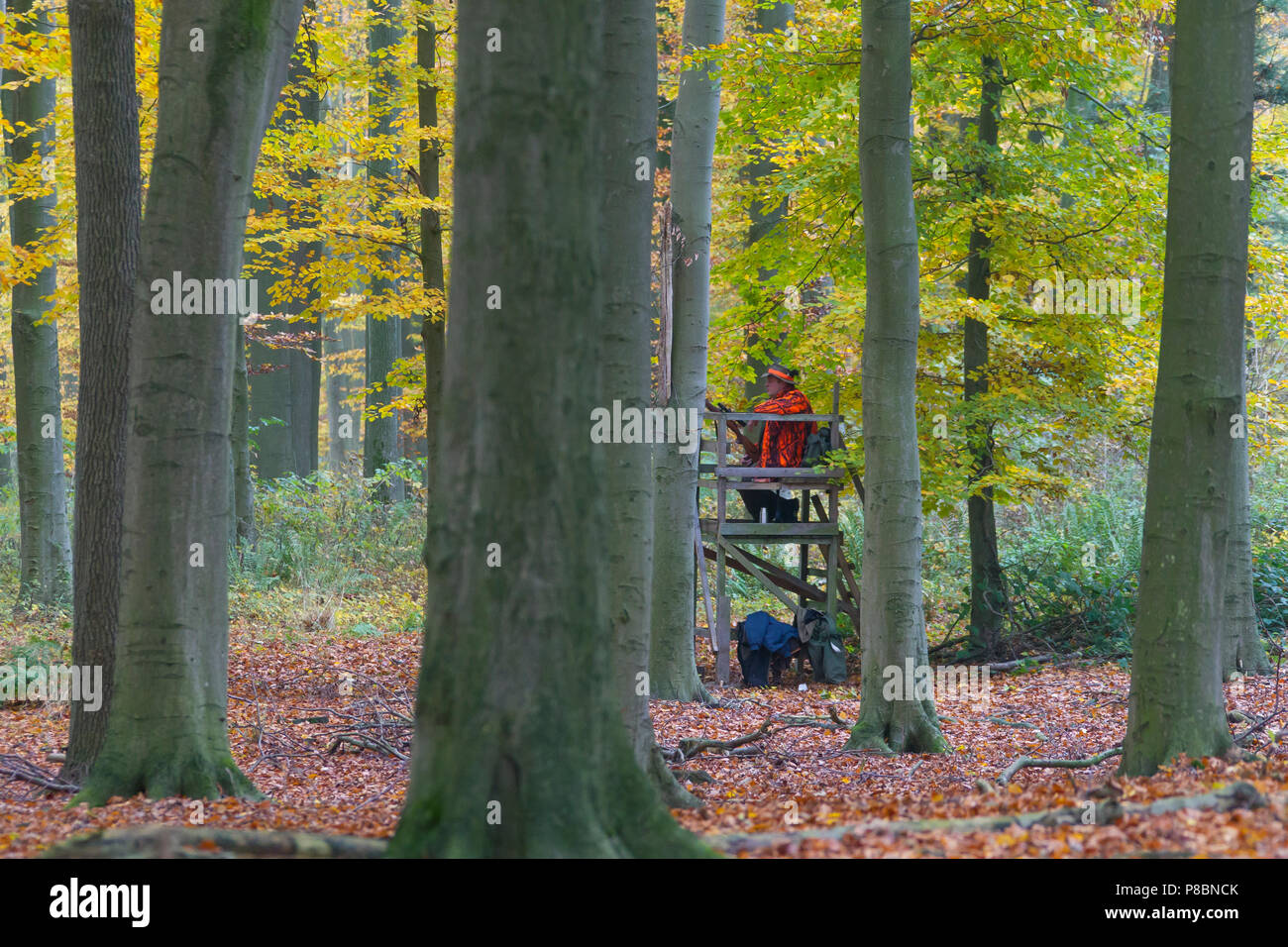 Großwildjäger gekleidet in Orange warten im Ansitz, Reh im Wald während der Jagdsaison im Herbst zu schießen Stockfoto