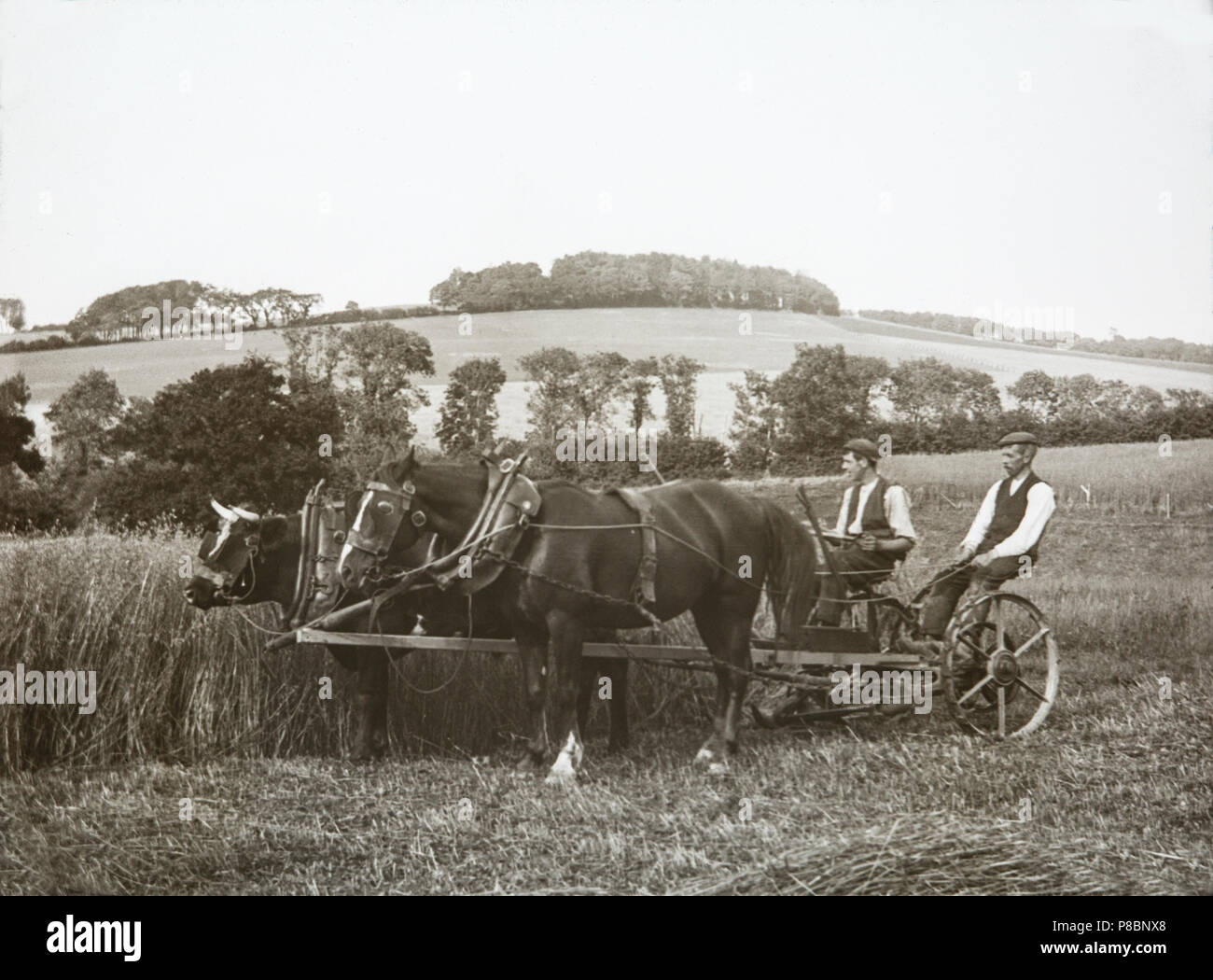 Ein Ende des 19. Jahrhunderts Foto zeigt zwei Männer in einem Warenkorb von einem Pferd und ein Stier gezogen wird, umgeben von Feldern, in England. Zeigt landwirtschaftliche Leben in dieser Zeit. Stockfoto