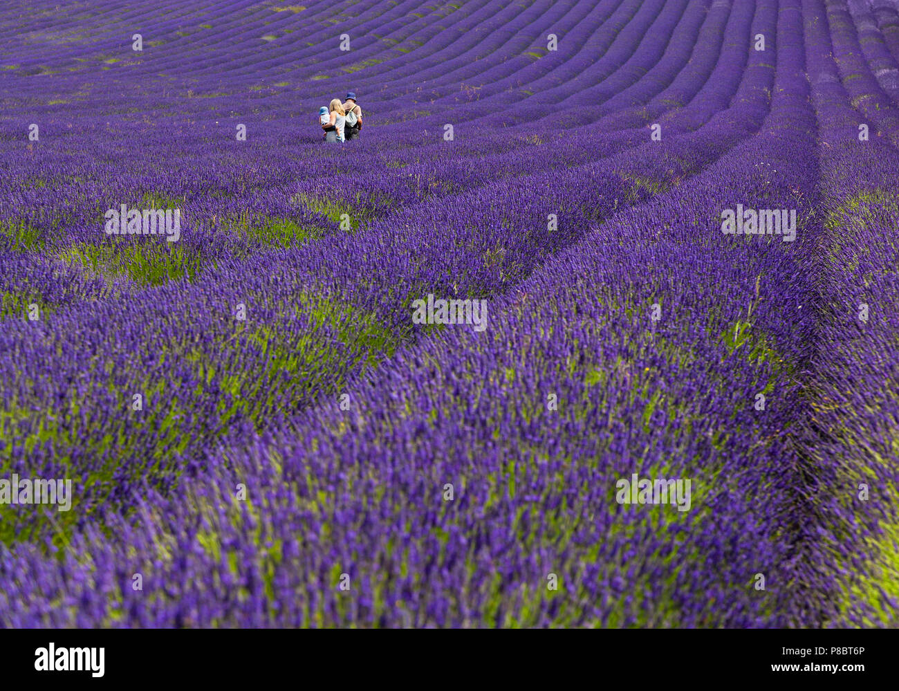 Lavender Farm in Stevenage, Großbritannien, mit Besuchern, Sommer Stockfoto