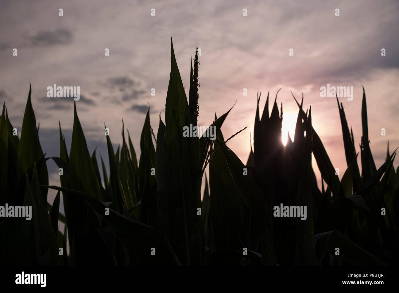 Rosa verfärbt Himmel über dem Kornfeld Stockfoto