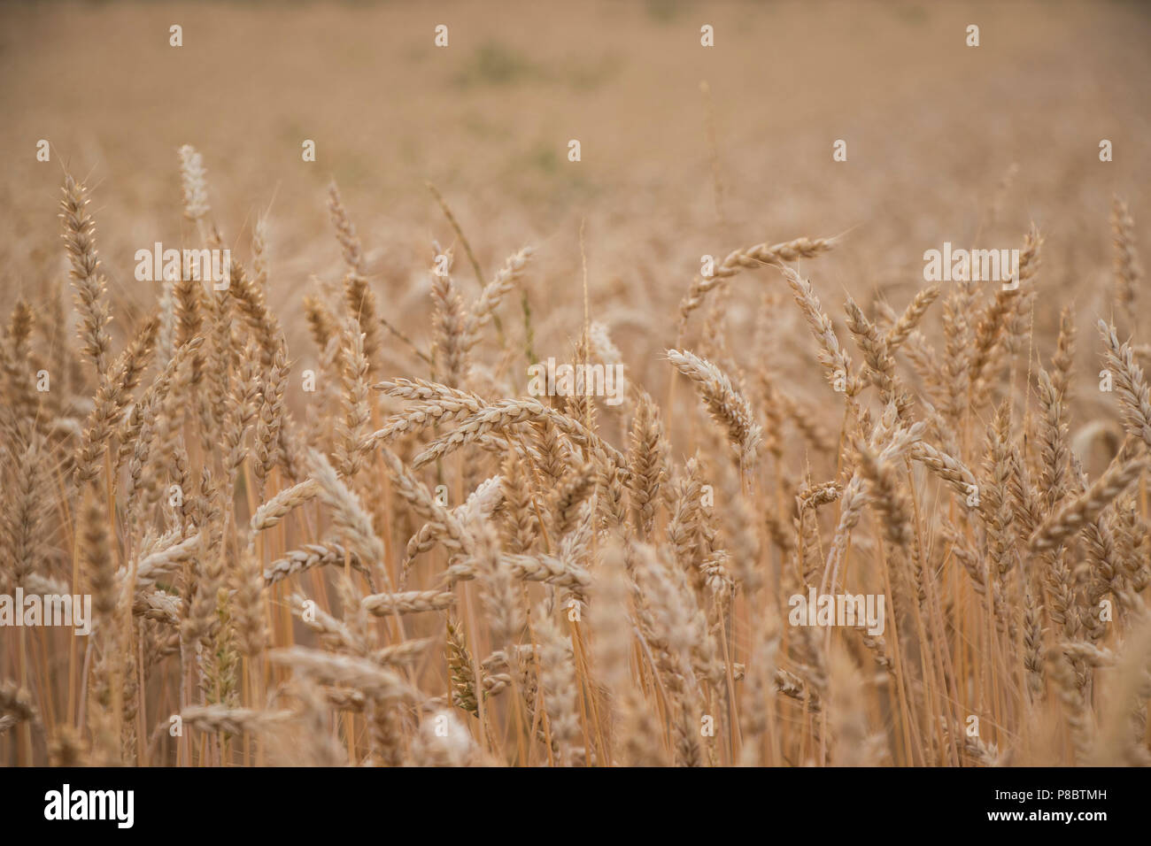 Gras mit vielen stielen Fotos und Bildmaterial in hoher Auflösung Alamy