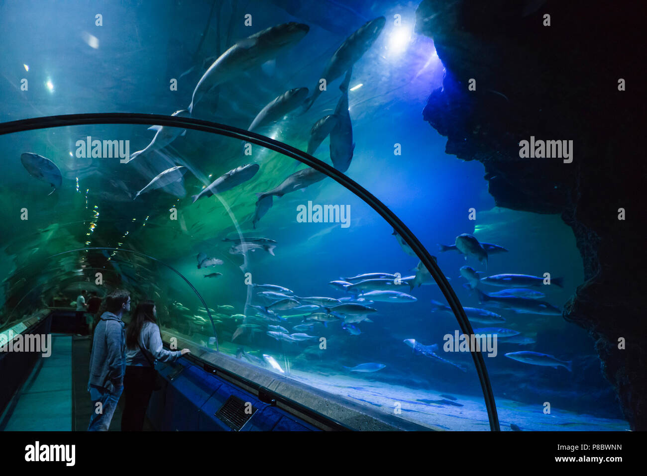 Deep Sea World, North Queensferry, Edinburgh, Schottland. Unterwasser Tunnel entfernt. Stockfoto