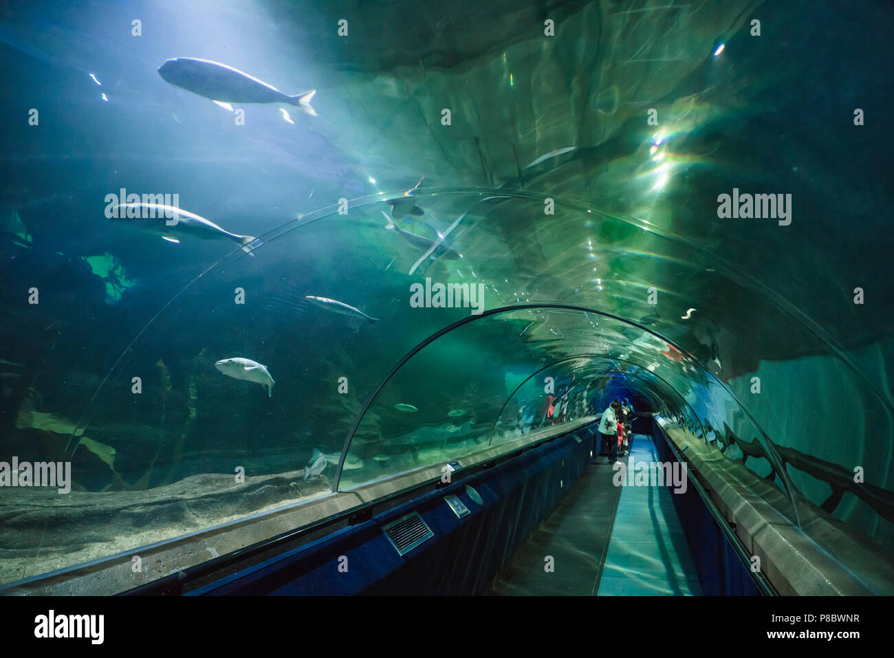 Deep Sea World, North Queensferry, Edinburgh, Schottland. Unterwasser Tunnel entfernt. Stockfoto