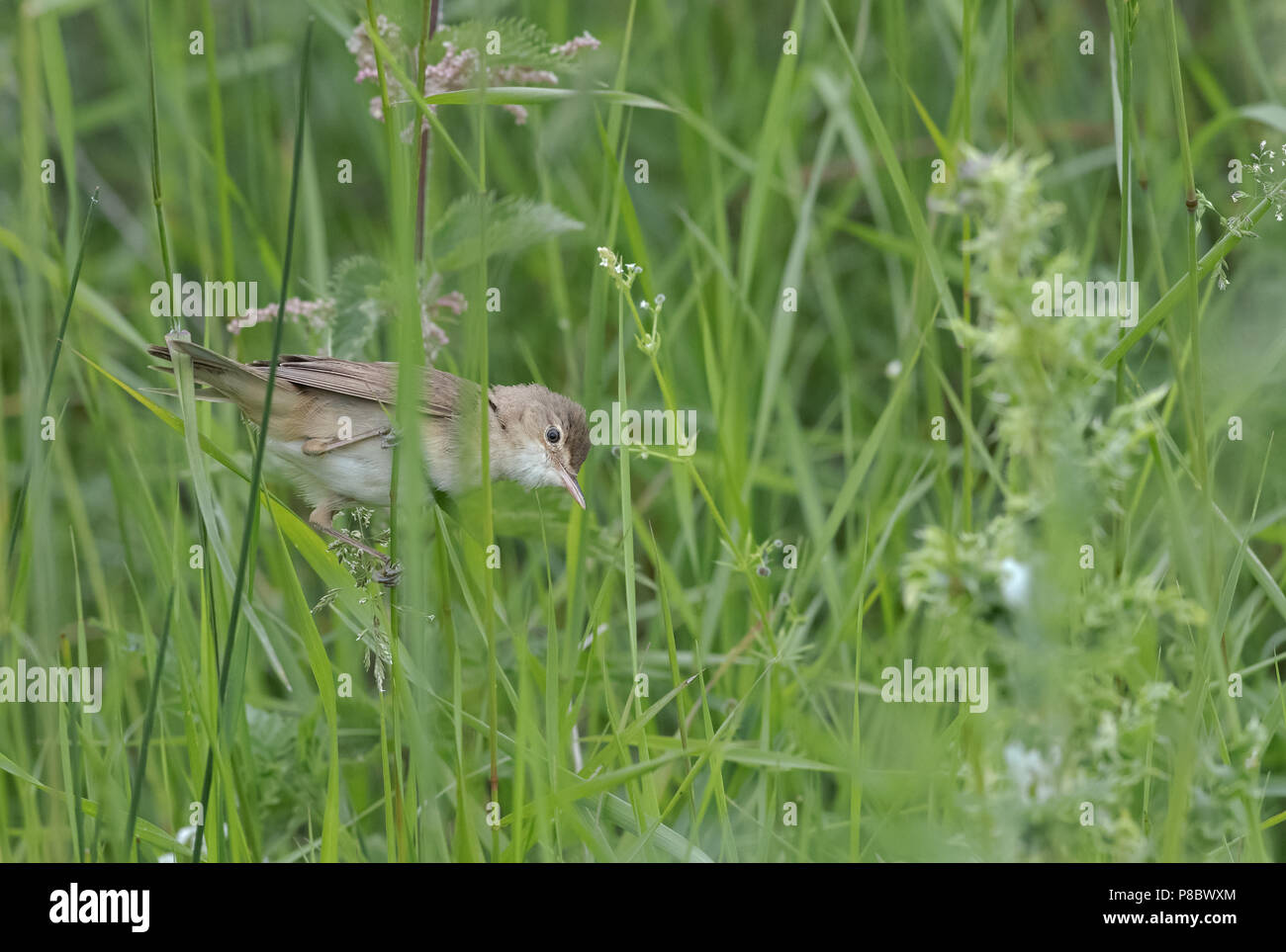 Reed Warbler-Acrocephalus scirpaceus Sucht nach Essen. Großbritannien Stockfoto