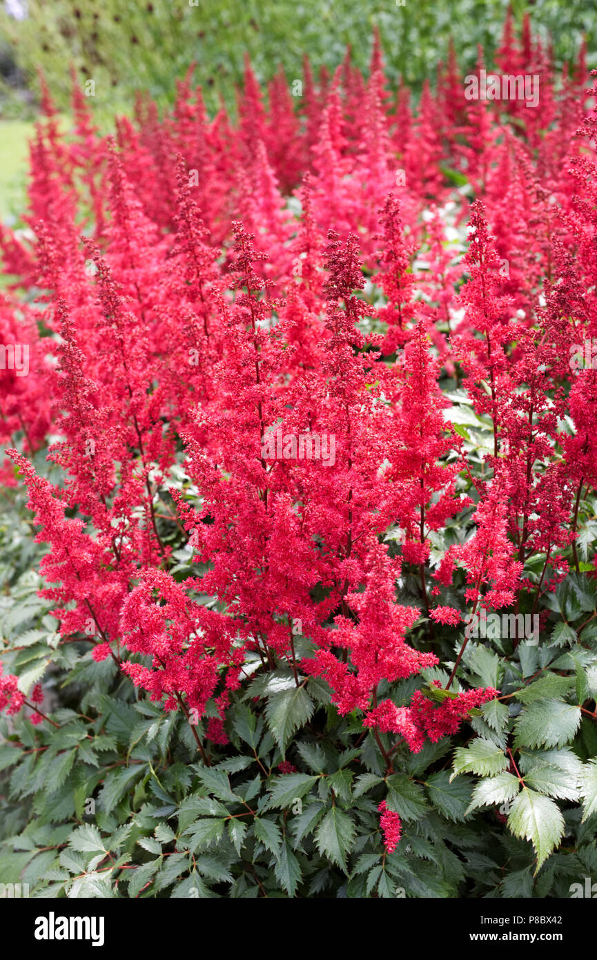 Astilbe Blumen im Frühsommer. Stockfoto