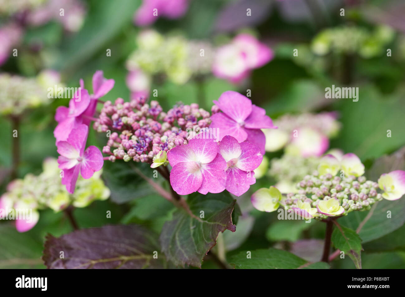 Hydrangea serrata 'Blumen Tuff Stuff". Stockfoto