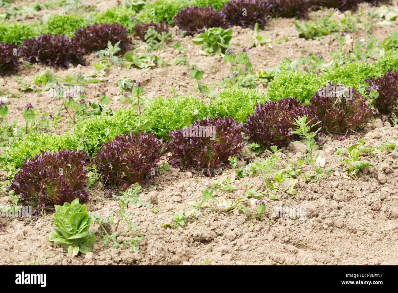 Lactuca Sativa. Bio Kopfsalat wächst in einem Feld. Stockfoto