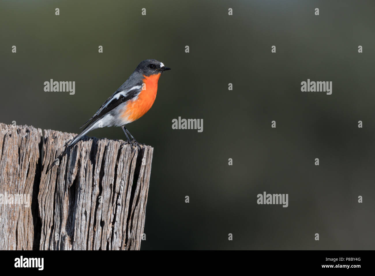 Ein männlicher Flamme Robin thront auf einem alten Zaunpfosten Stockfoto