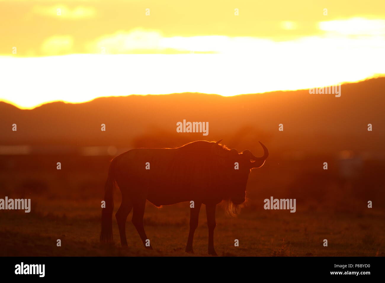Afrikanischer Sonnenuntergang verblüfft gnu Stockfoto