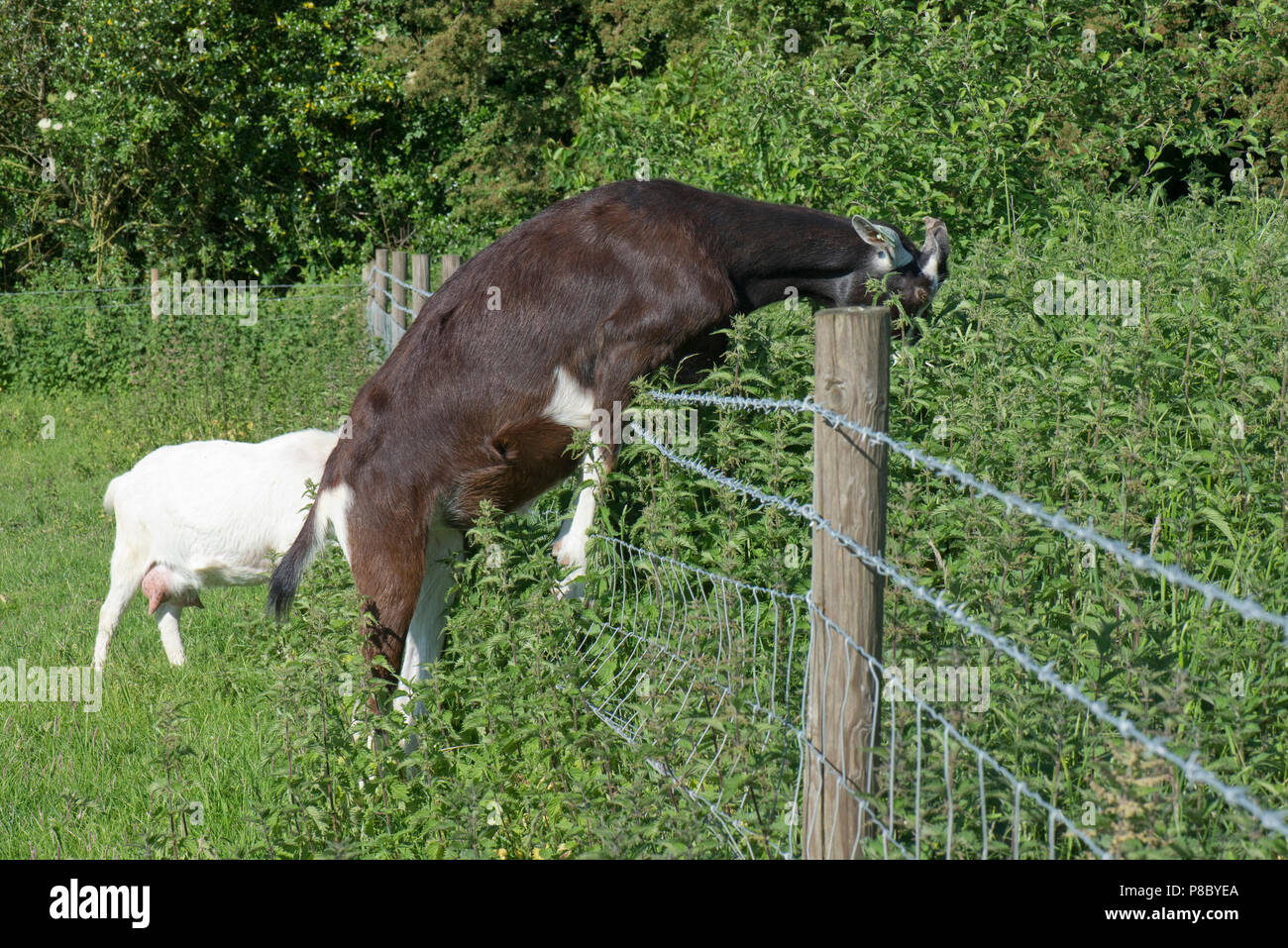 Ein toggenburg Kreuz, schwarz-weiße Ziege, die versuchen, auf Brennesseln und andere Pflanzen in einem angrenzenden Feld Berkshire zu füttern, Juni Stockfoto