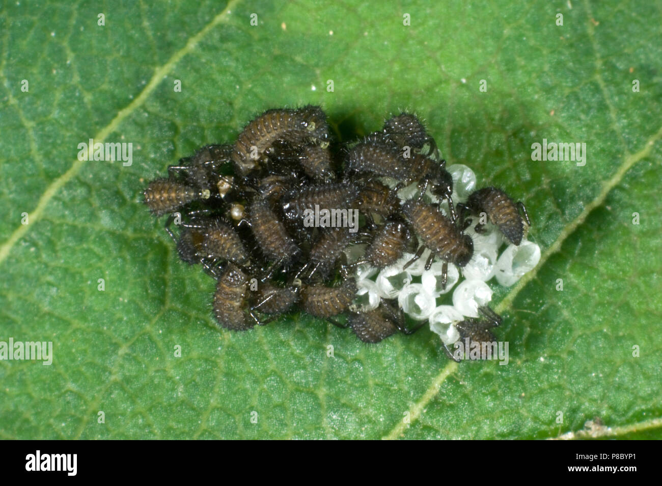 Neu Harlequin ladybird geschlüpft, Harmonia axyridis, noch Larven mit einem Floß der leeren ei Fälle, Juni Stockfoto