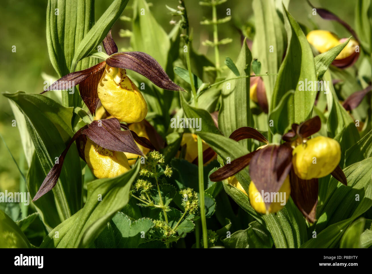 Schöne Bush von seltenen gelben Blüten der Venus Frauenschuh (Cypripedium calceolus) Familie der Orchideen im grünen Gras closeup im Sonnenlicht Stockfoto