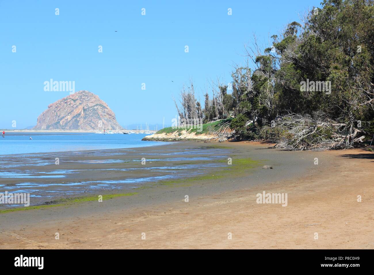 California, United States - Pacific coast. Morro Bay State Park (San Luis Obispo County). Stockfoto