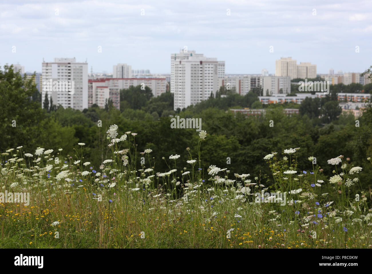 Berlin, Deutschland, Blumenwiese vor einem fertighäuser Immobilien in Berlin-Marzahn Stockfoto