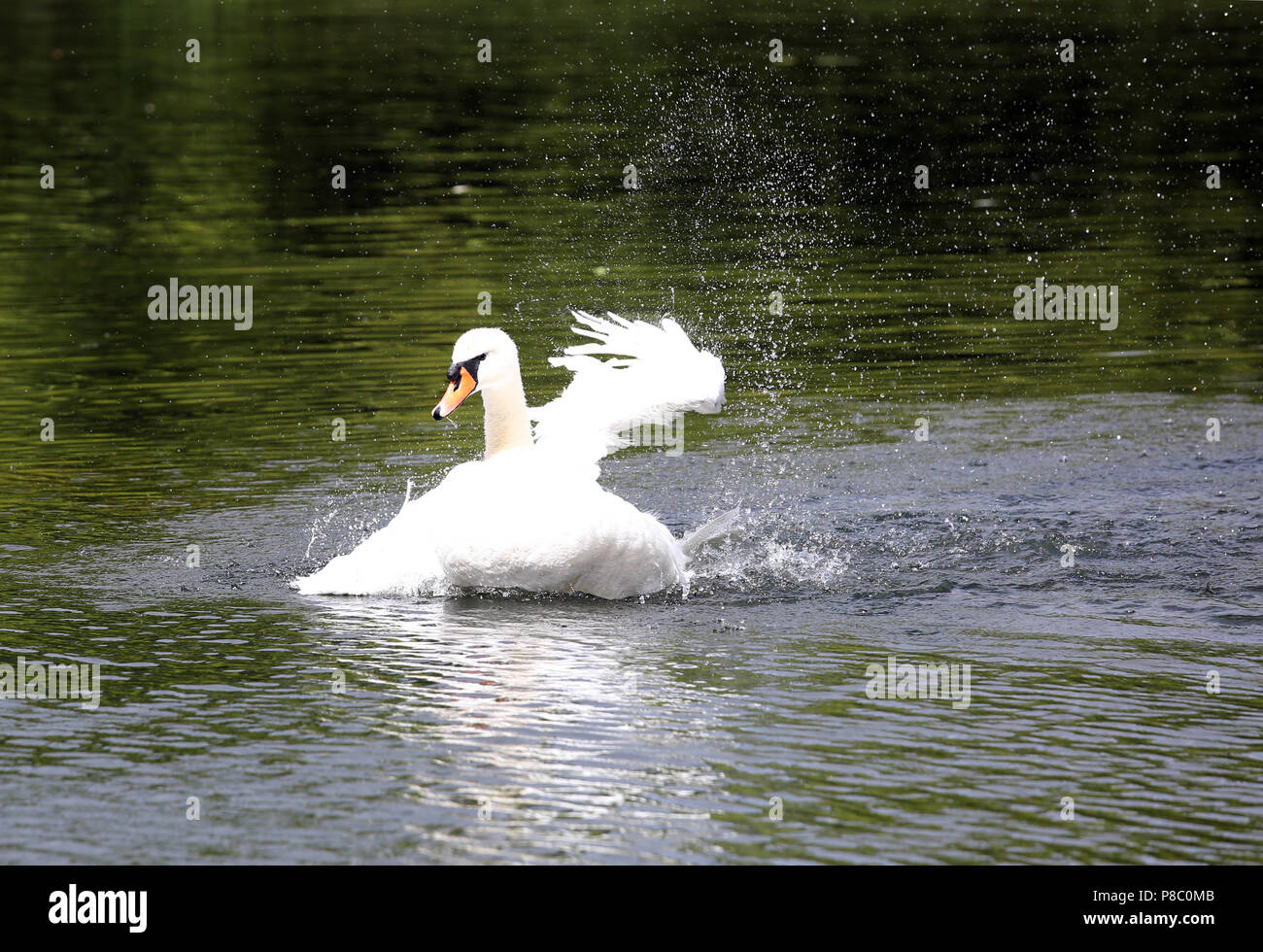 Berlin, Deutschland, Hoeckerschwan schlagen im Wasser mit den Flügeln Stockfoto