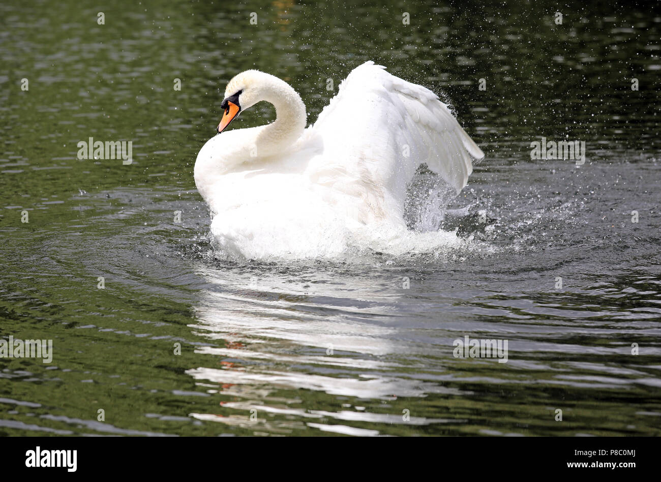 Berlin, Deutschland, Hoeckerschwan schlagen im Wasser mit den Flügeln Stockfoto