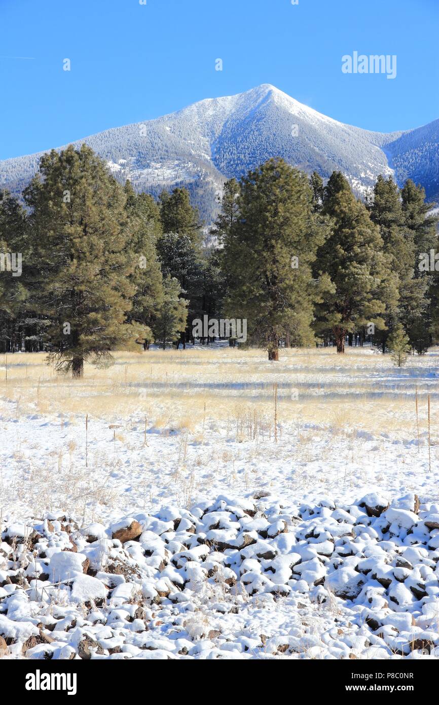 California, United States. Coconino National Forest mit Bergen von San Francisco Peaks. Mount Humphreys ist der höchste Punkt von Arizona. Stockfoto