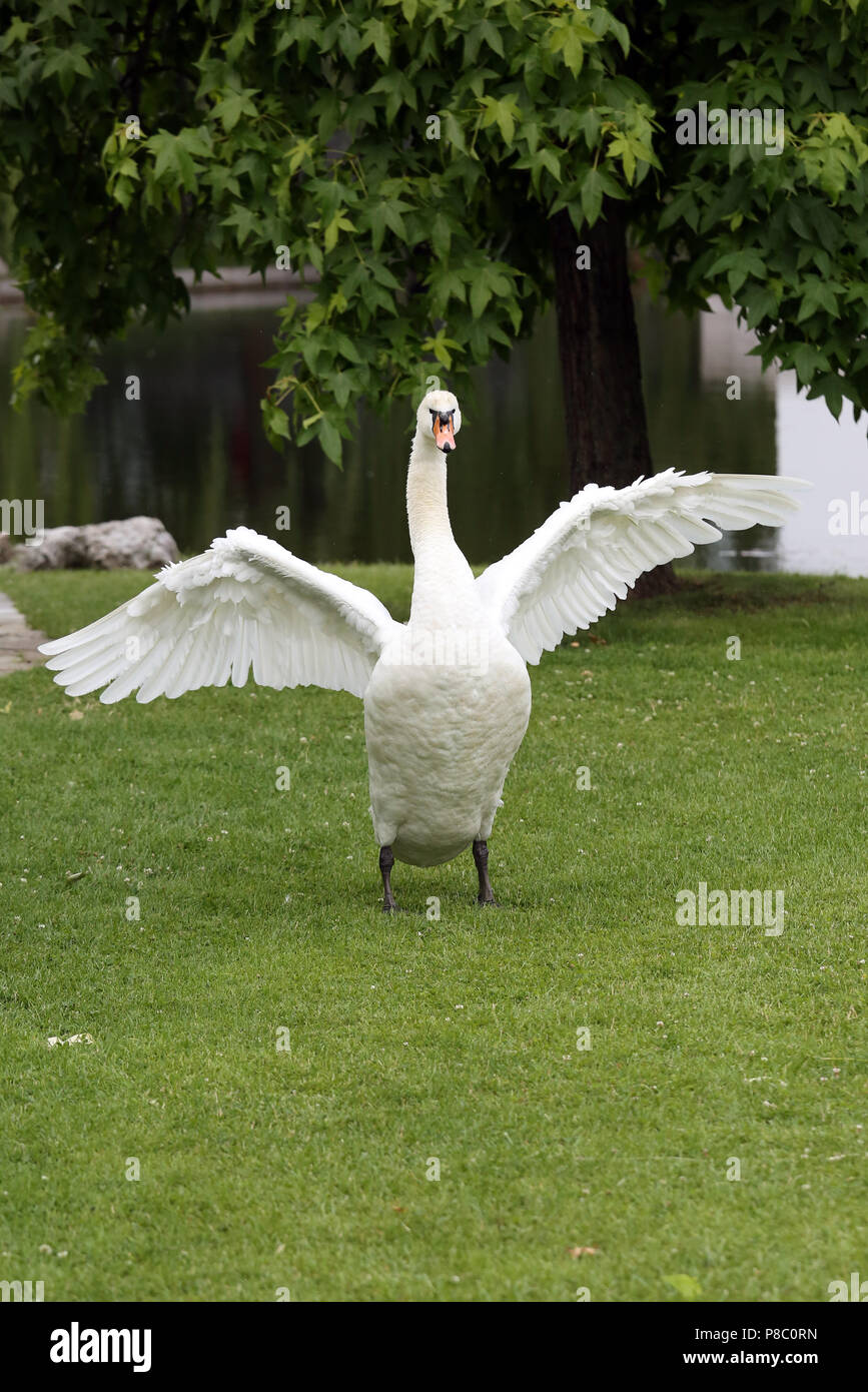 Berlin, Deutschland, Hoeckerschwan breitet seine Flügel auf dem Land Stockfoto