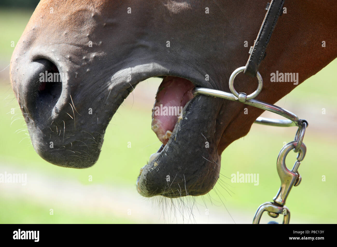 Neuenhagen, Detail, Pferd hat ein steigergebiss im Mund Stockfoto