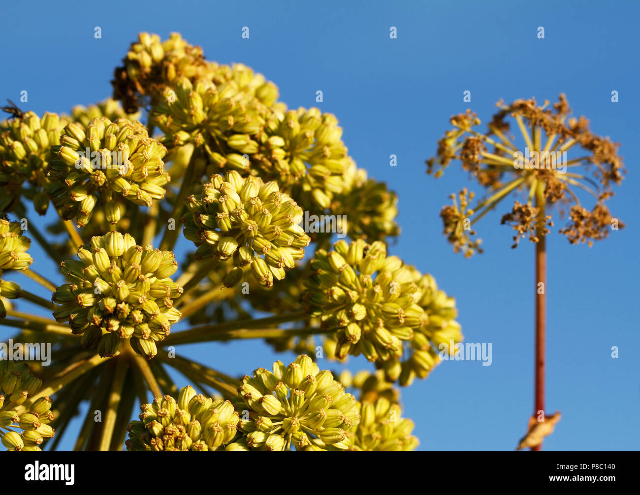 Sea Garden Angelica Angelica archangelica litoralis, an der Küste der Insel Gotland in Schweden. Stockfoto