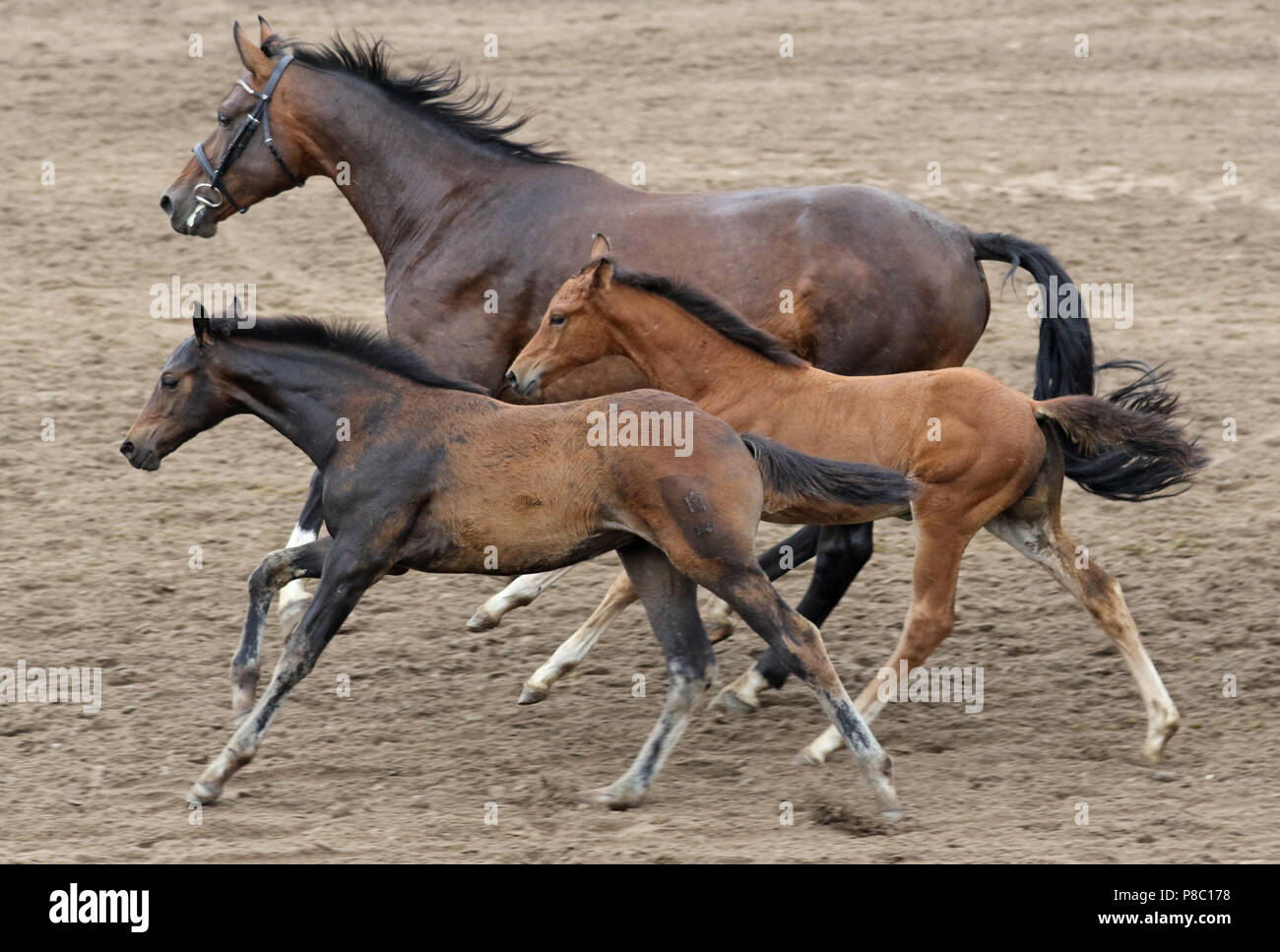 Studierte Ganschow, Stute und Fohlen im Galopp Stockfoto