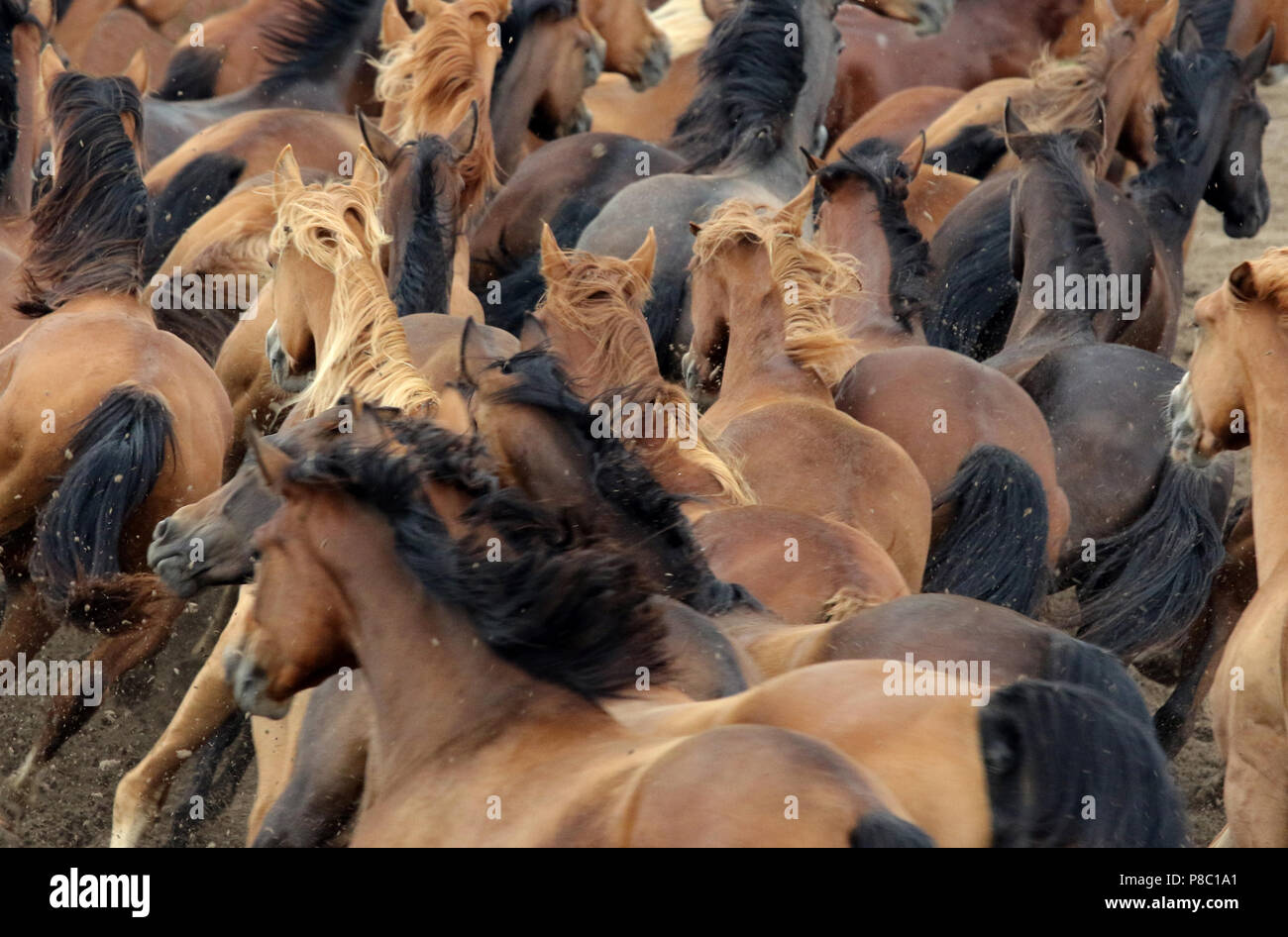 Die verzierte Ganschow, Herde von Pferden galoppieren. Stockfoto