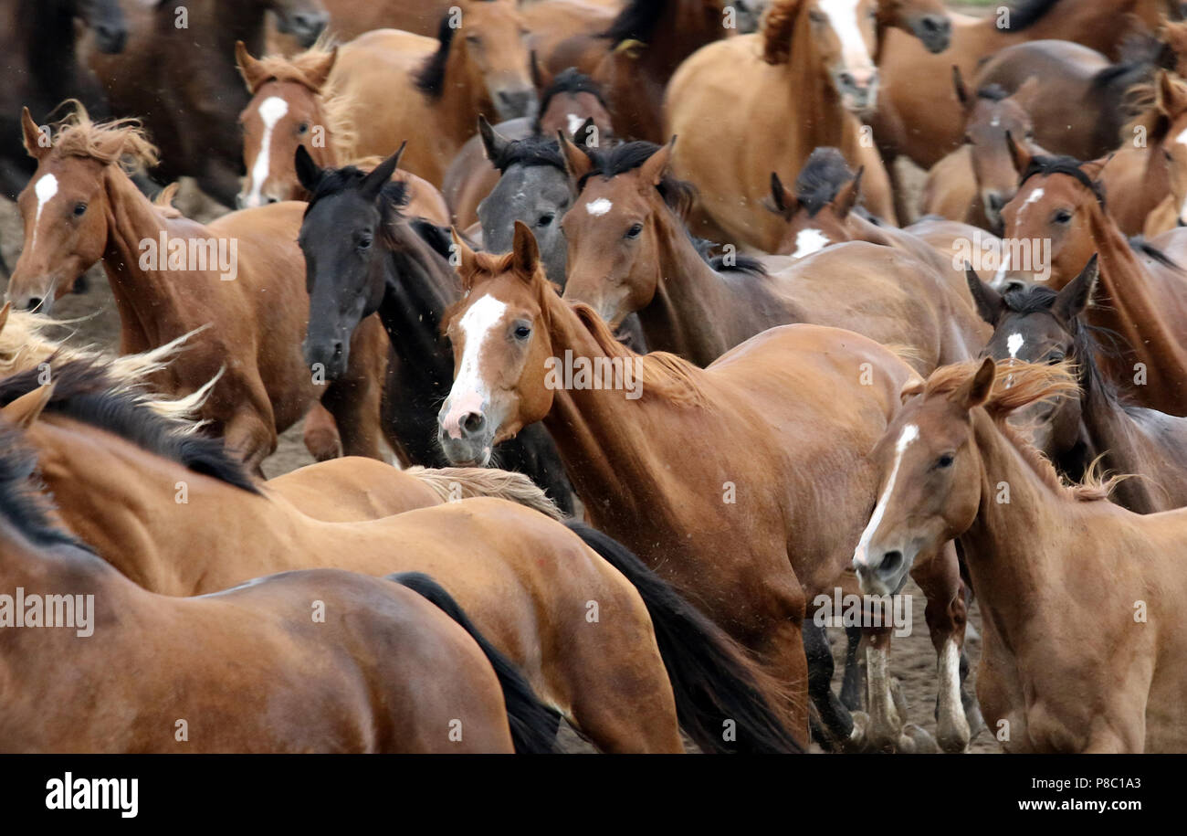 Die verzierte Ganschow, Herde von Pferden galoppieren. Stockfoto