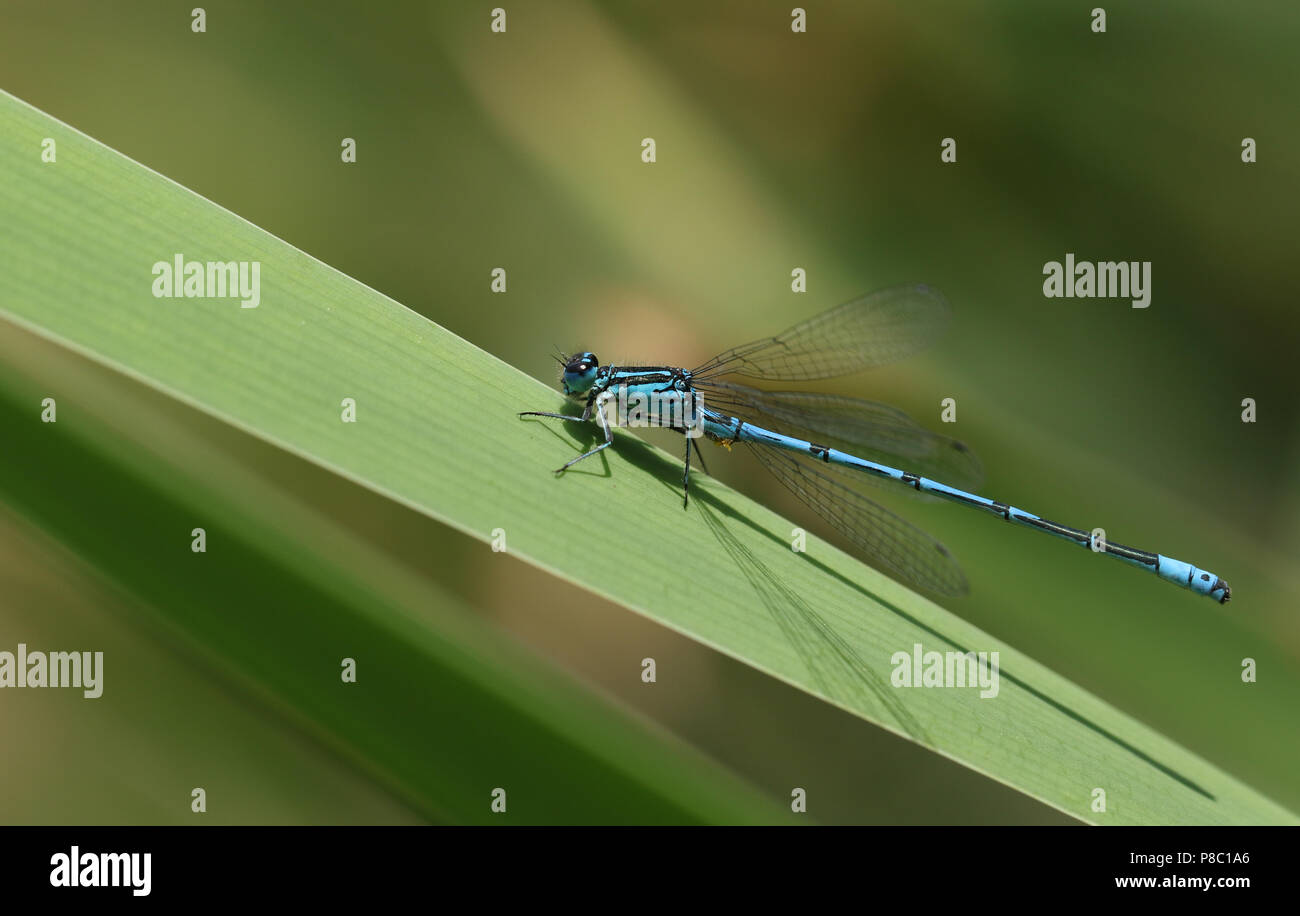 Eine schöne Hufeisen-azurjungfer (Coenagrion puella) hocken auf ein Rohr. Stockfoto