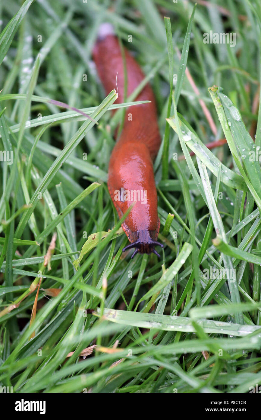 Hoppegarten, Deutschland, Rot Slug im Gras Stockfoto