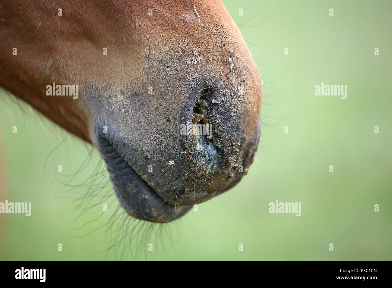 Falkensee, Detailansicht, nasale Entladung in einem Fohlen Stockfoto