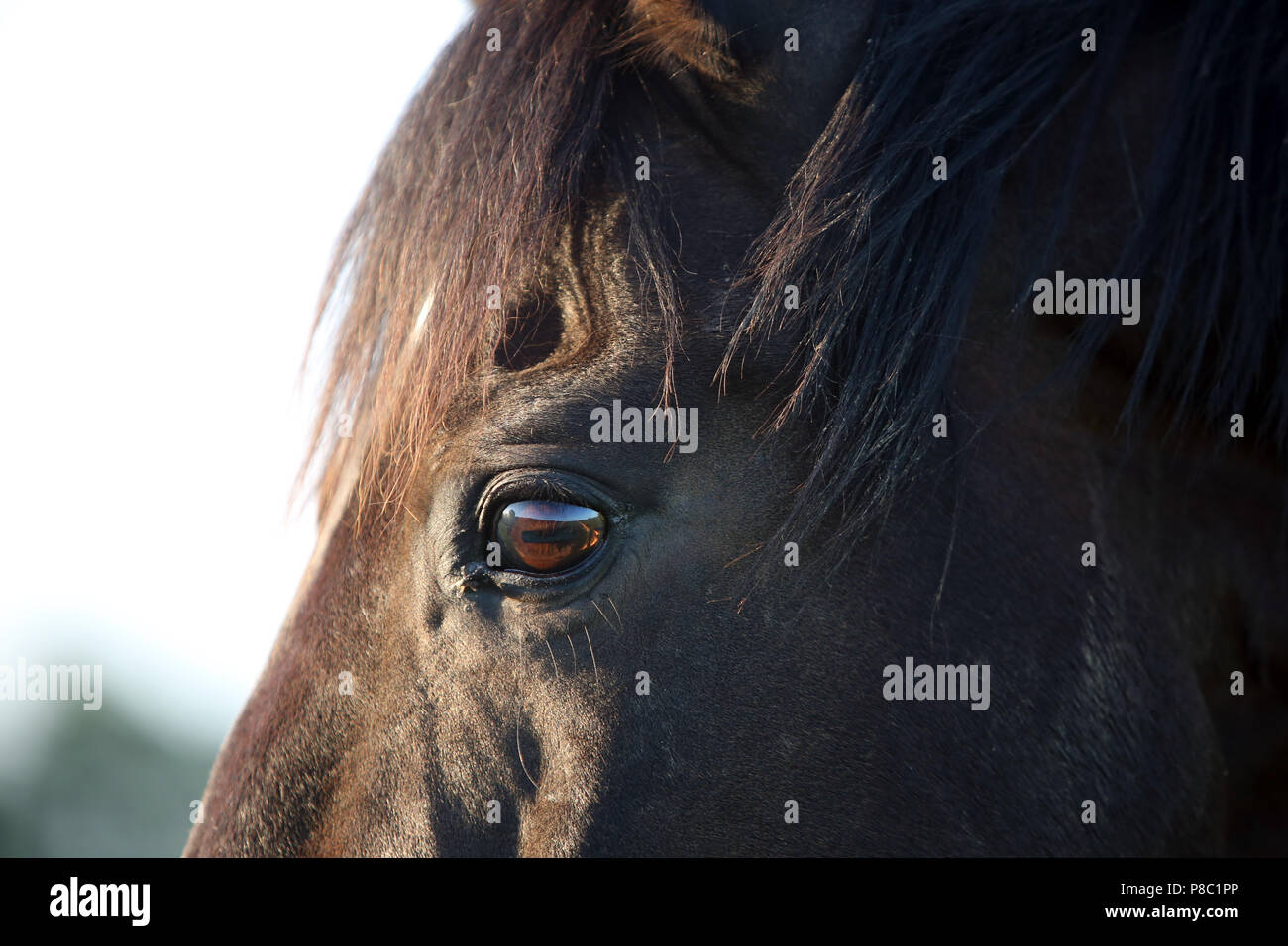 Gestüt Westerberg, Auge von   ein Pferd Stockfoto