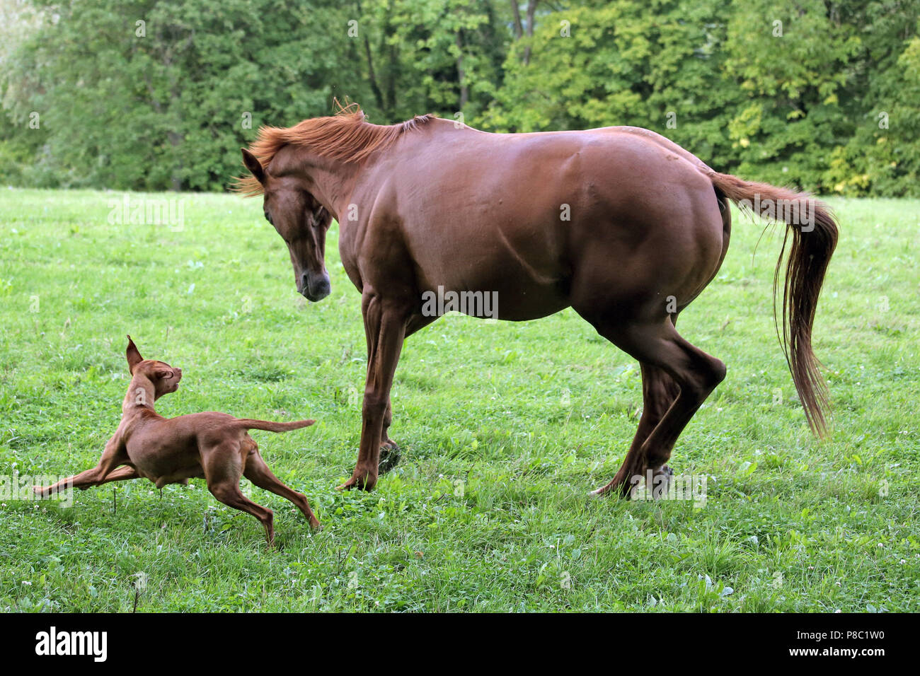 Geste Westerberg, Pferd und Hund spielen zusammen auf der Weide Stockfoto