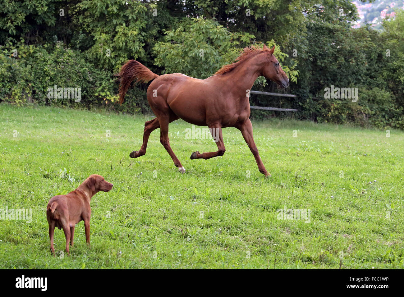 Gestüt Westerberg, Pferd im Trab mit erhobenen Schwanz vor einem Hund auf der Weide Stockfoto