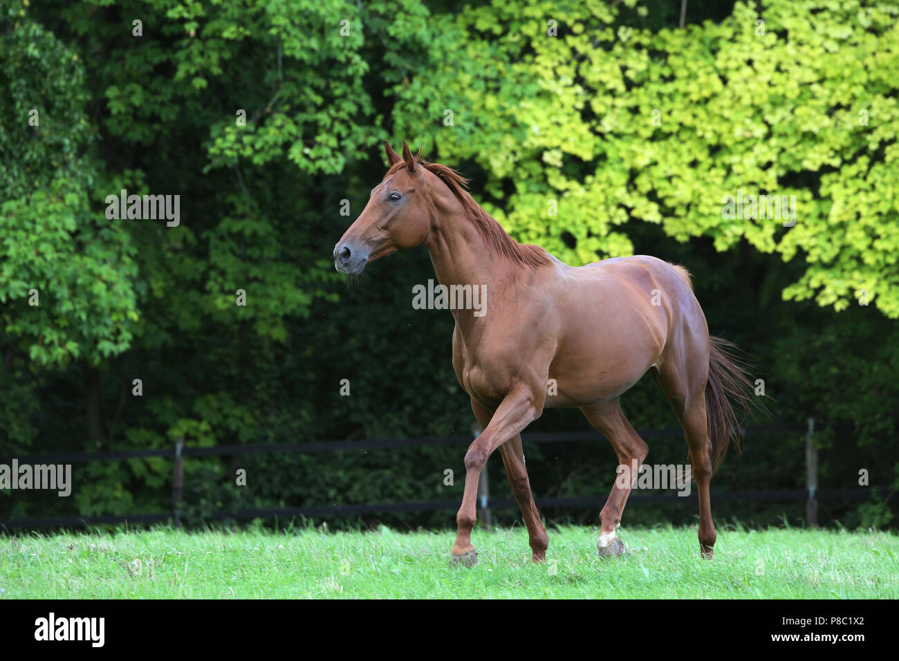 Geste Westerberg, Pferd auf der Weide trotten Stockfoto