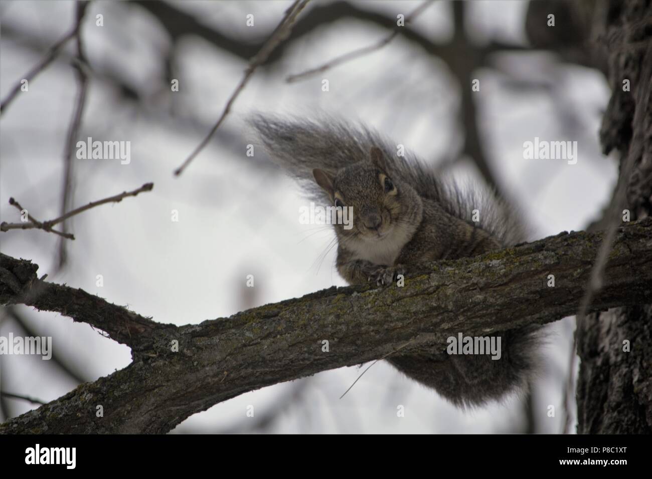 Graue Eichhörnchen, Sciurus carolinensis; Bemidji, MN Stockfoto