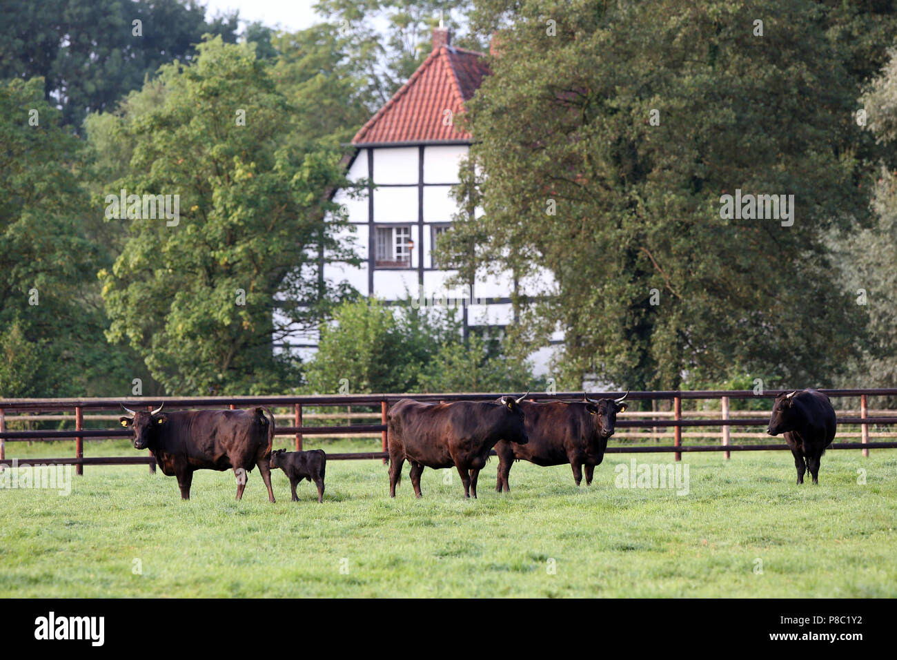 Gestüt Itlingen, Rinder auf einer Koppel Stockfoto